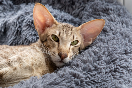 Oriental shorthair tabby kitten with green eyes lies near the window.の写真素材