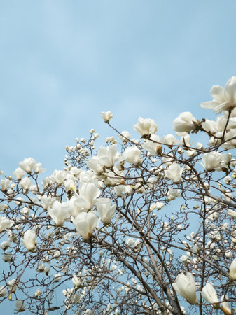 Beautiful flowers of white Magnolia kobus on the blue sky background, selective focusの写真素材