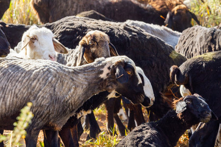 Herd of sheeps against the backdrop of mountains, morning in the steppe of Kyrgyzstanの写真素材