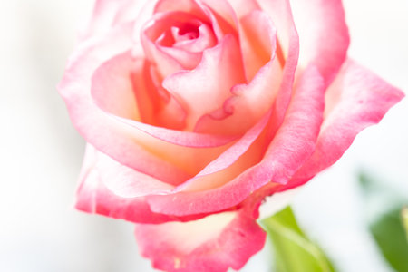 Pink rose gentle background, flowers pattern. Bouquet of fresh rosesの写真素材