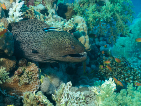 White eyed moray eel at the bottom of the Red sea in Egypt, travel conceptの写真素材