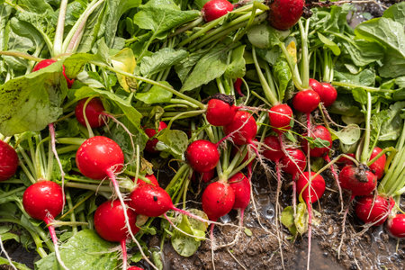 Harvested radish washed with water lies on the garden bed, concept of a healthy dietの写真素材