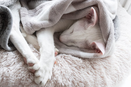 Oriental shorthair white cat sleeping wrapped in a blanket