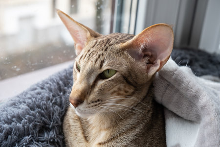 Oriental shorthair tabby kitten with green eyes lies near the window.の写真素材