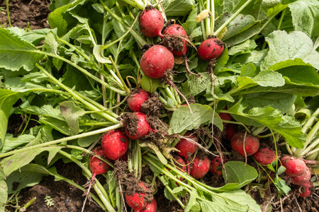 Close up harvested radish crop lies on the garden bed, concept of a healthy nutritionの写真素材