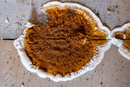Big home destructive fungus or Serpula lacrymans on the floor of the residential building, close-up...