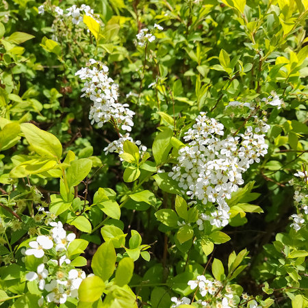 White spirea flowers blooming in the garden, white flower backgroundの写真素材