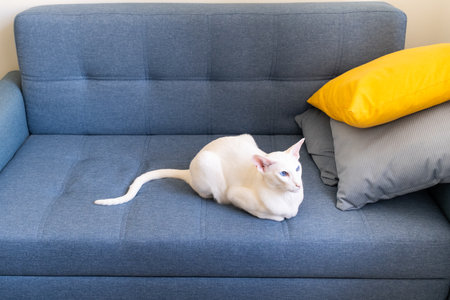Cute oriental shorthair white cat with blue eyes lies on a blue sofaの写真素材