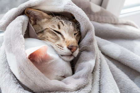 Cute oriental shorthair white cat and little tabby kitten hiding from the cold in a gray blanket.の写真素材