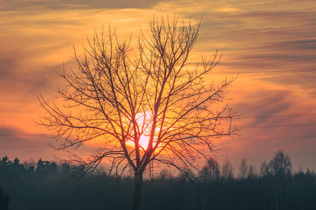 Sunset over the tree tops with beautiful texture in the sky. Sky colored in orange and red creating a surreal feeling.の写真素材