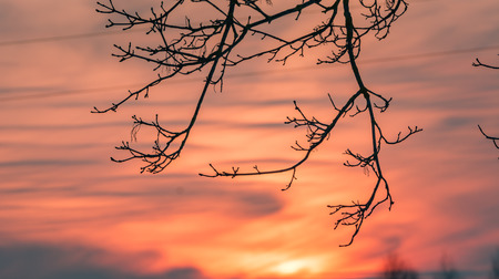 Sunset over the tree tops with beautiful texture in the sky. Sky colored in orange and red creating a surreal feeling.の写真素材