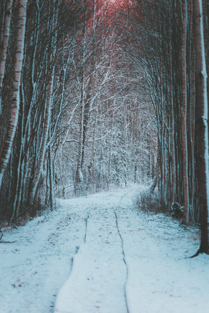 First snow in countryside. Hiking in forest and finding abandoned railroad tracks.の写真素材