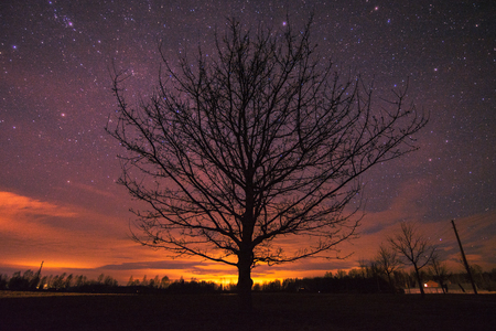 Sunset at night time with massive oak and stars in backgroundの写真素材