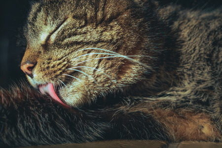 Indoor cat enjoying a warm summer day while playing with himself.の写真素材