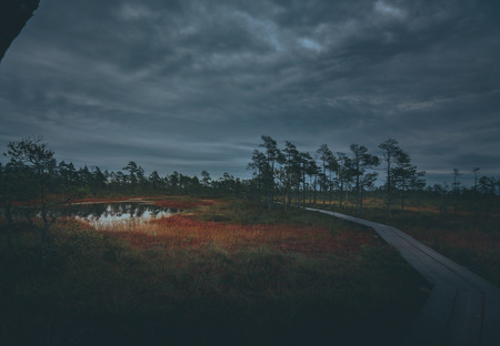 Swamp at gloomy weather in Latvia. Apocalyptic feeling hiking on a wooden trail through the bog with dark clouds. Swamp is surrounded with small lakes, junipers, plants and wildlife.の写真素材