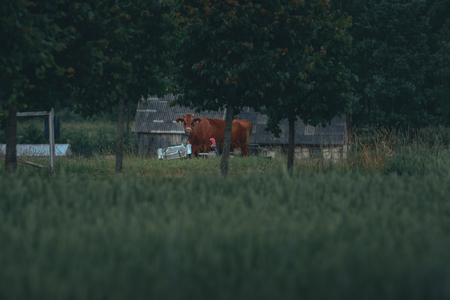Cow eating grass. Growing green crop fields at late evening. Blue sky with clouds in countryside. Fresh air, clean environment, sustainable lifestyle.の写真素材