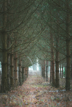 Pine tree alley. First snow in countryside. Fields covered in fog, icy roads and snow covered trees.の写真素材