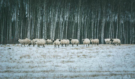 Sheep grazing at the snowy field next to farm. Birch trees in background and grass covered in first snow.の写真素材