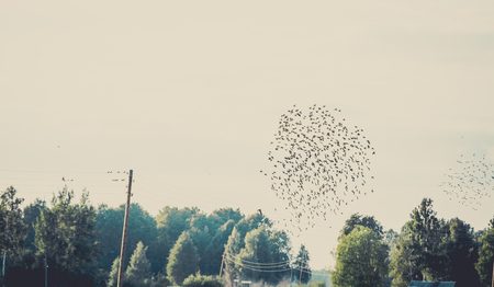 Birds migrating to south at the end of the summer. Pack of birds in the sky shaping in a circle with sky in background.の写真素材