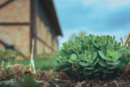 Garden full of growing plants and flowers in a dusky spring morning. Fresh and rainy morning in...