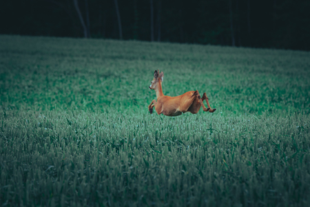 Young buck eating at crop field at summertime. Hunter scouting for wildlife in countryside. Alerted animal looking around for protection. Dark green crops.の写真素材