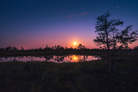 Colorful sunset, moon set over the swamp in a tropically warm summer nigth. Silhouettes of junipers and reflection in lake. Preserved outdoor territory of Ä¶emeri National park in Latvia.の写真素材
