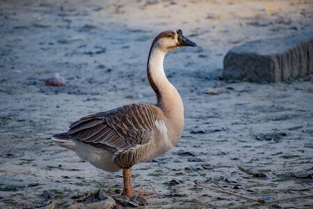 A goose (plural geese) is a bird of any of several waterfowl species in the family Anatidae.の写真素材