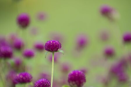 Purple is a common choice of flower due to its variety of hues and calming effect on a space. It can range from light lavenders and lilacs to more vibrant violets and magentas. Add lavender to your bathroom decor to create a soothing retreat or include foxgloves in a bouquet to create a dynamic look.の写真素材