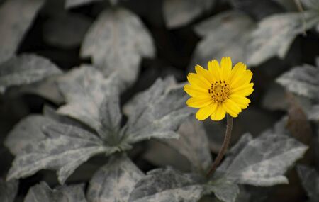Calendula arvensis is a species of flowering plant in the daisy family known by the common name field marigold.の写真素材