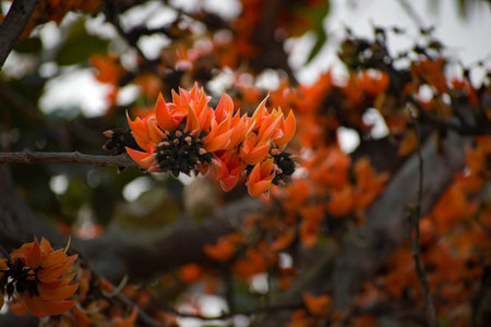 Butea Monosperma is a species of Butea native to tropical and sub-tropical parts of the Indian Subcontinent.の写真素材