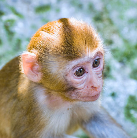Monkey is a common name that may refer to groups or species of mammals, in part, the simians of...