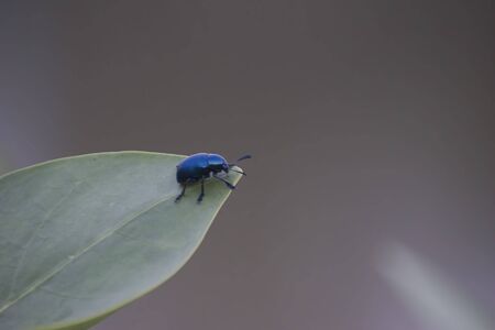 The insects of the beetle family Chrysomelidae are commonly known as leaf beetles.の写真素材