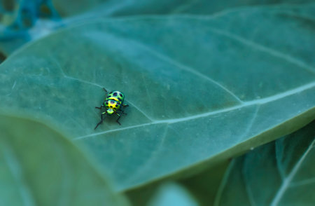 The insects of the beetle family Chrysomelidae are commonly known as leaf beetles.
