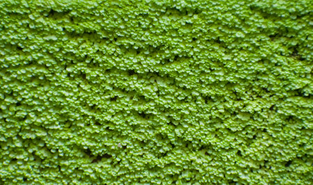 Green Grass in a wall.Grass wall backdrop to decorate