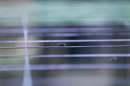 True flies are insects of the order Diptera.Selective Focus.の写真素材