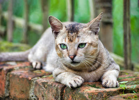 Felis catus is a domestic species of small carnivorous mammal.の写真素材