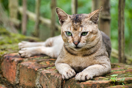 Felis catus is a domestic species of small carnivorous mammal.の写真素材