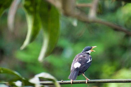 The pied myna or Asian pied starling is a species of starling found in the Indian subcontinent and...