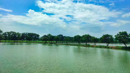 Down angle view of green rice field located at bangladesh.の写真素材