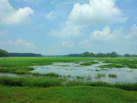 Down angle view of green rice field located at bangladesh.