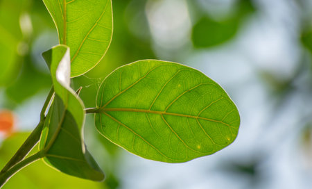 Litsea glutinosa leaf. It is a rainforest tree in the laurel family, Lauraceae. Common names include...