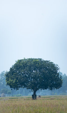 A mango tree stand alone with golden rice filed.の写真素材