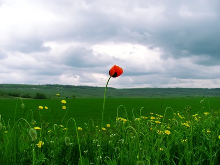 lonely poppy in the field against cloudy weatherの写真素材