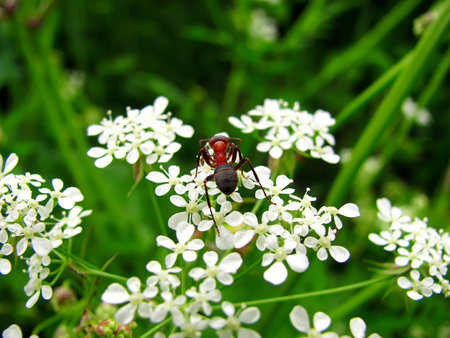 small garden insect ant enjoys white flowerの写真素材
