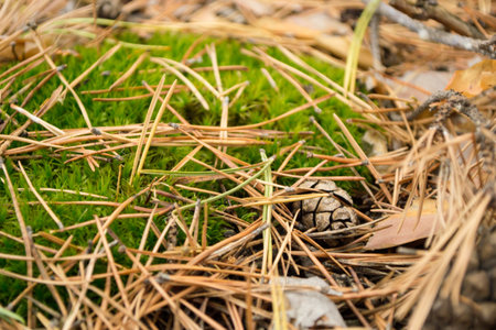 autumn background from green moss and last years needles of a pine on him
