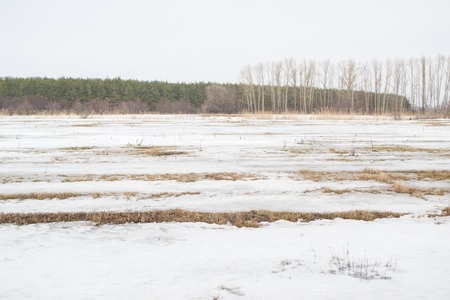 Boring winter landscape of a field covered with snow and pine forest in the background.の写真素材