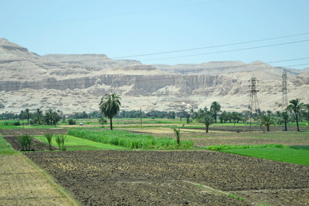 View of the fertile valley of the west bank of the Nile with the Temple of Queen Hatshepsut on the far backgroundの写真素材