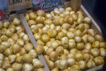 Amsterdam, Netherlands - 5th June, 2019: Many tulip bulbs in wooden crates at a market in Amsterdam. Amsterdam Floating Flower Market interior.のeditorial素材