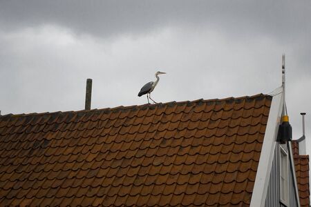 Views of the famous Dutch province - a medieval fishing town - Volendam. Dutch village architecture. Heron sits on a red tiled roof.の写真素材