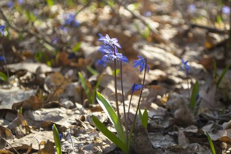 Early spring flowers - blue scilla in the forest. Springtime concept.の写真素材